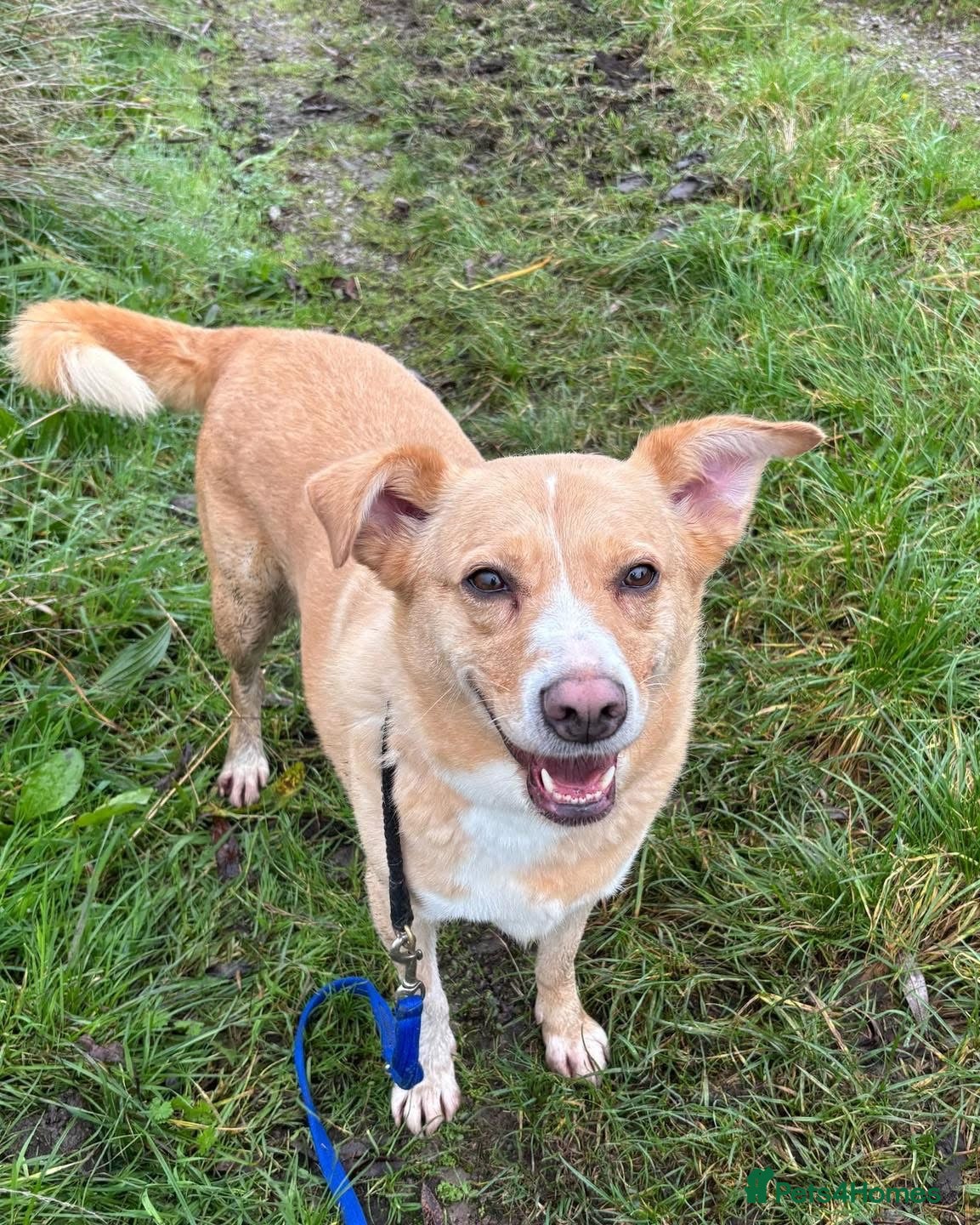 Mixed Breed dogs Ava - over 1000 days in kennels 💔 - Advert 1