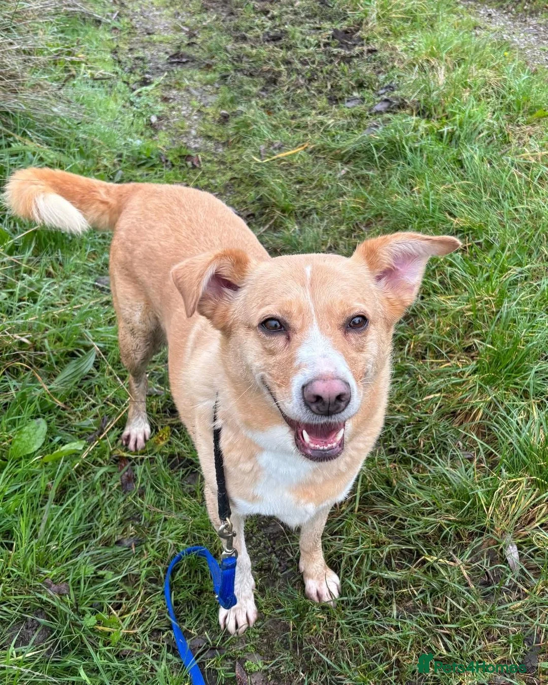 Mixed Breed dogs for adoption: Ava - over 1000 days in kennels 💔 - Advert 1