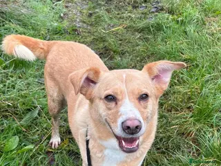 Mixed Breed dogs Ava - over 1000 days in kennels 💔 - Advert 18