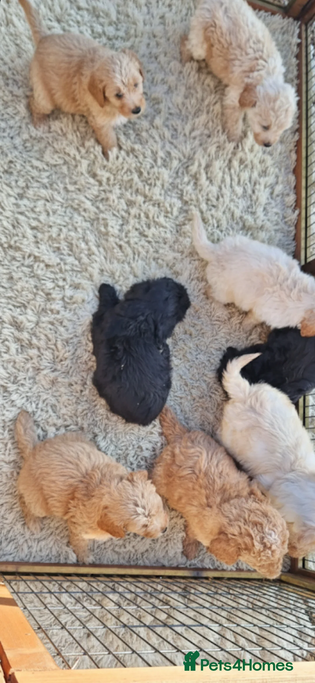 Cockapoo dogs for sale: Stunning cockapoo puppies! - Advert 3