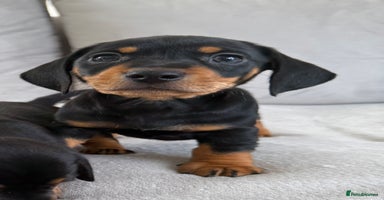 Mixed Breed dogs - Advert 9