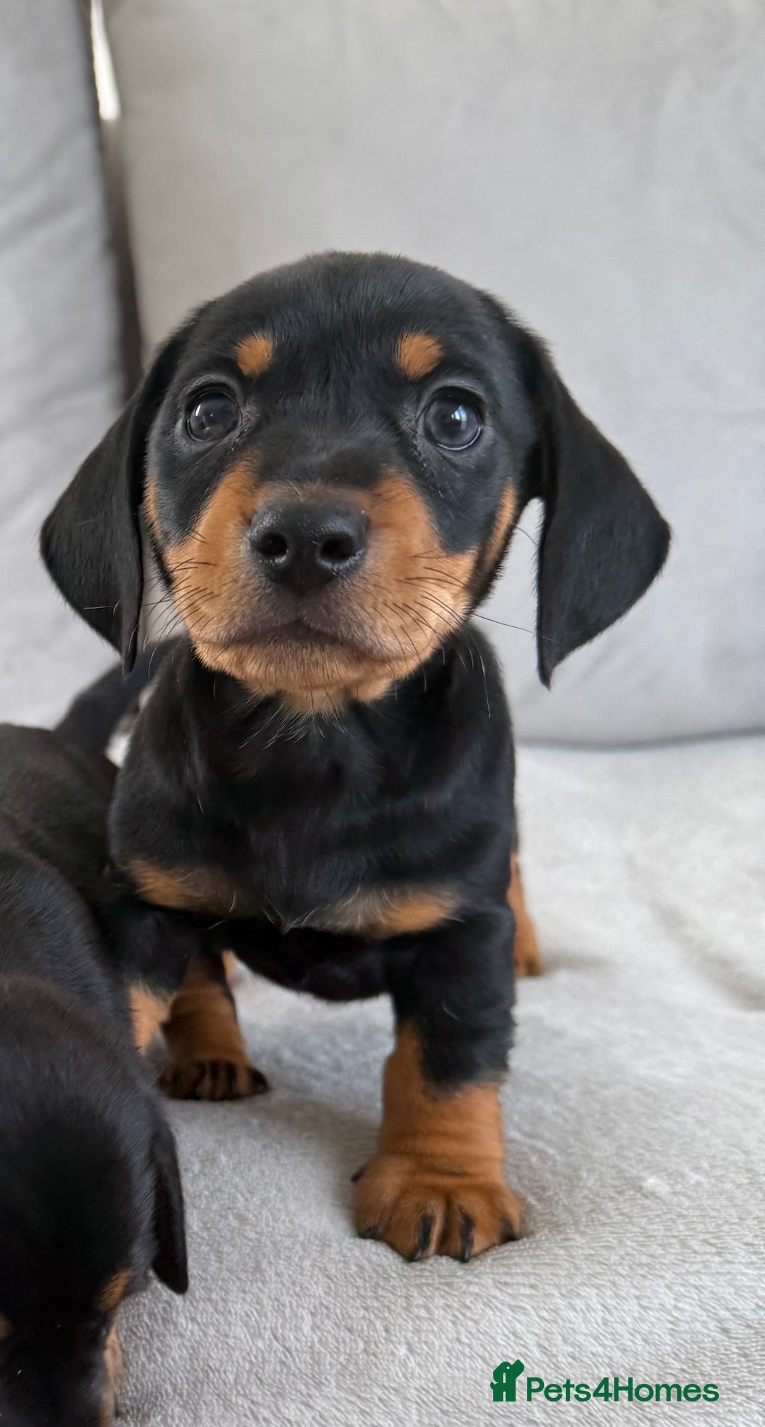 Mixed Breed dogs for sale: Beautiful Jackadac puppy’s ❤️ - Image 3