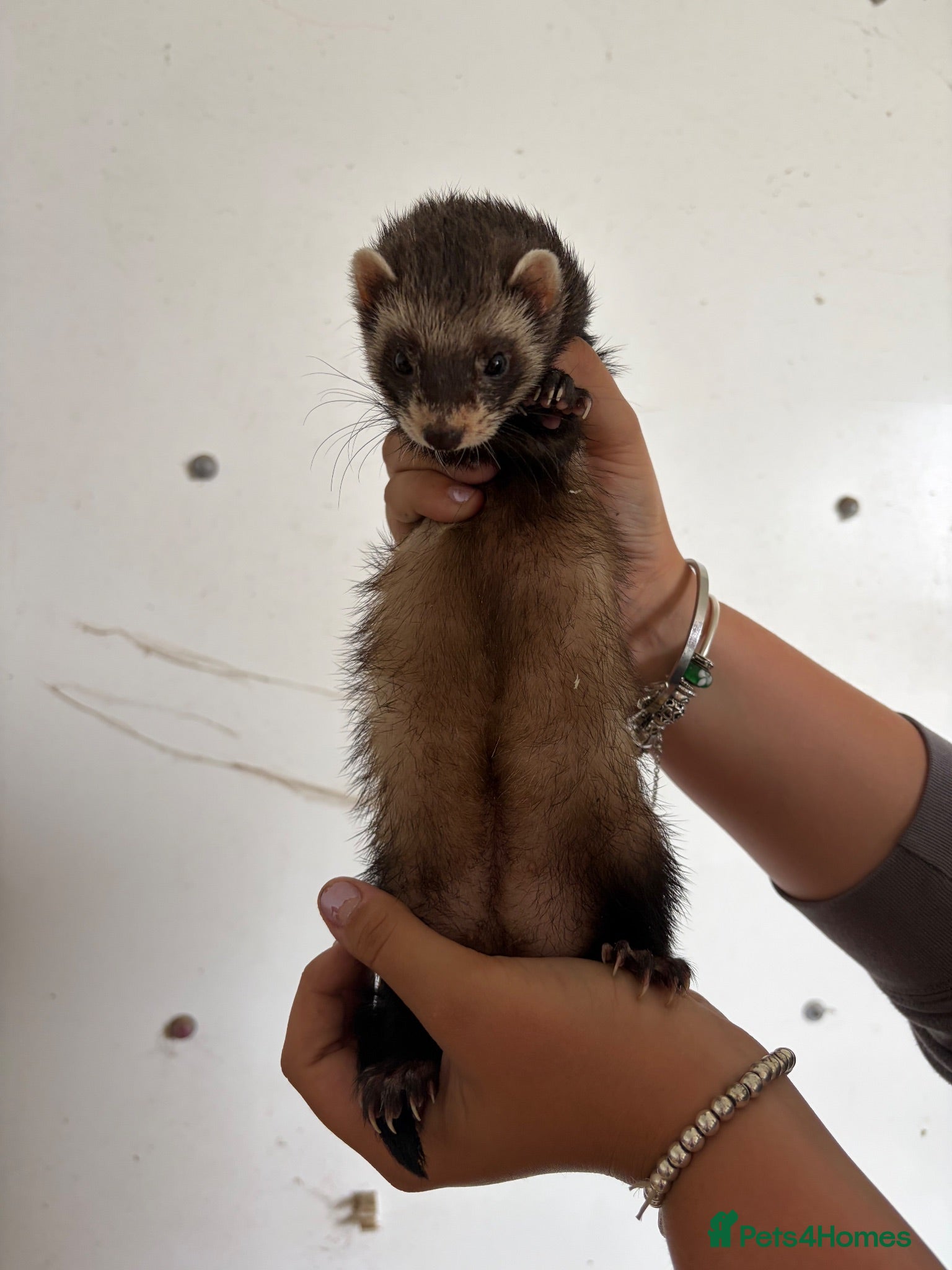 Ferret rodents 3 jills available.  - Advert 1