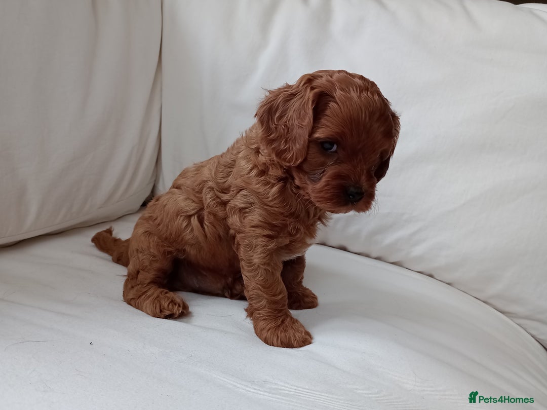 Cavapoo dogs for sale: Gorgeous Red F1 Cavapoo Puppies With H/T Parents - Image 9