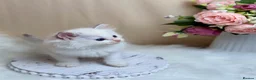Ragdoll cats for sale: Outstanding Ragdoll Kittens✨Exceptional Quality - Advert 20