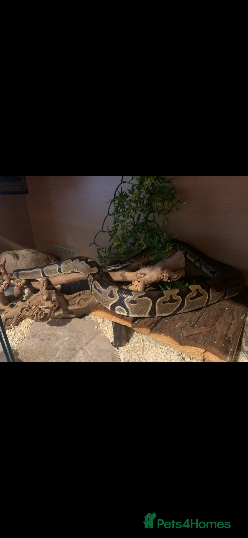 Snake reptiles Ball python  - Advert 1