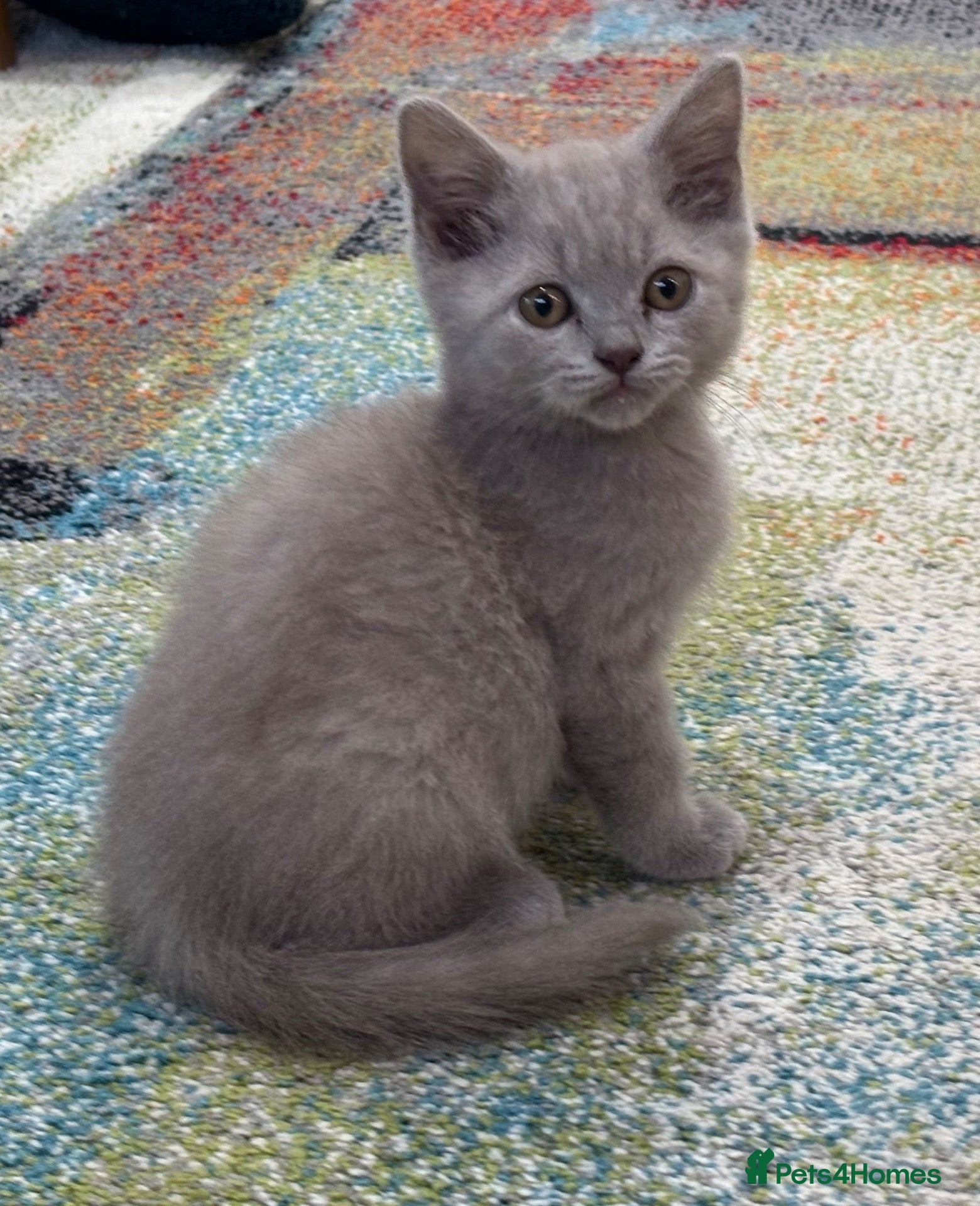British Longhair cats One stunning and very friendly kitten - Advert 2