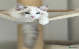 Ragdoll cats for sale: Ragdoll male kitten  - Image 4