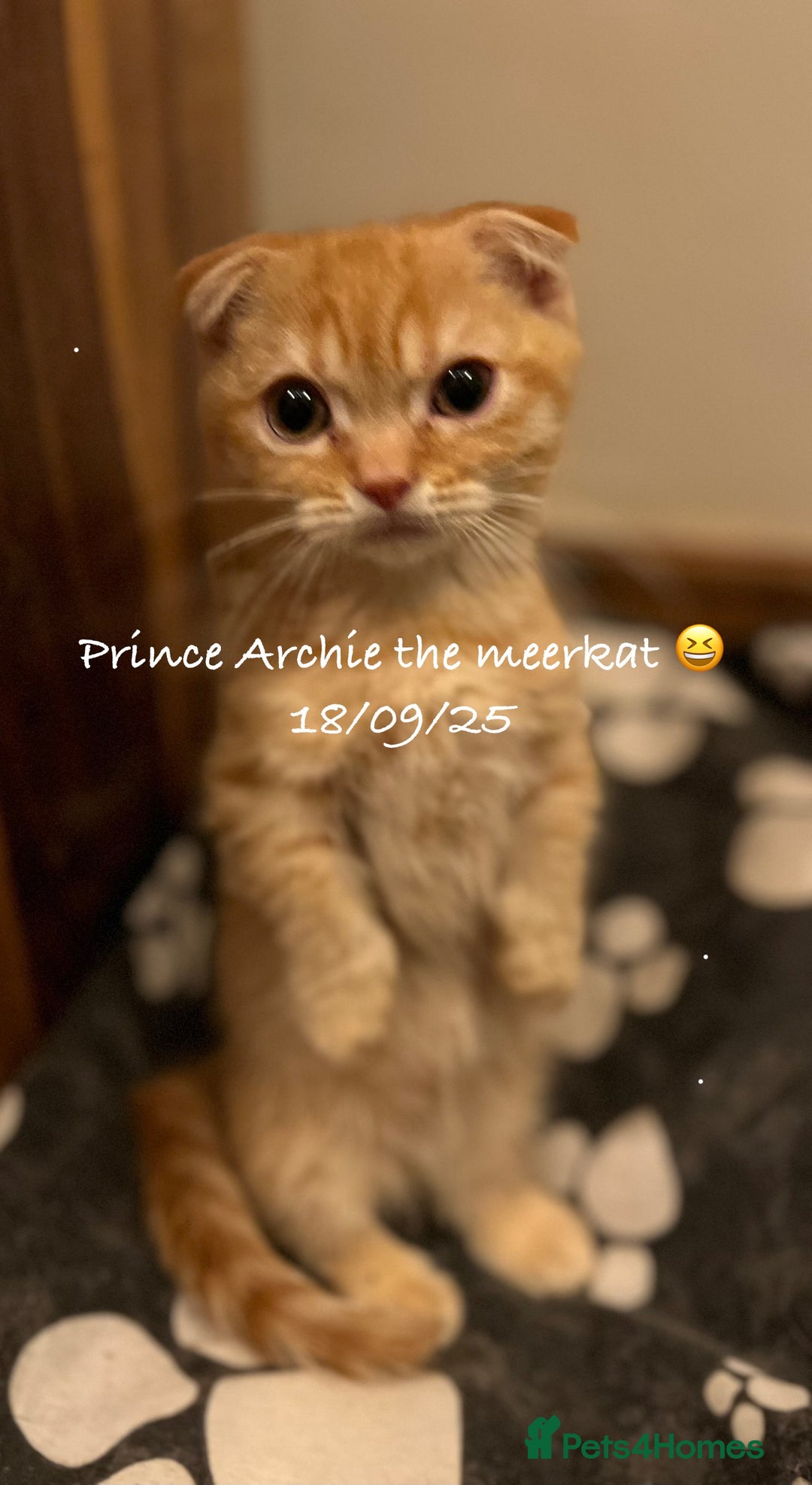 Munchkin cats for sale: Exceptional Quality & Extremely Rare Silver Minuet - Image 35