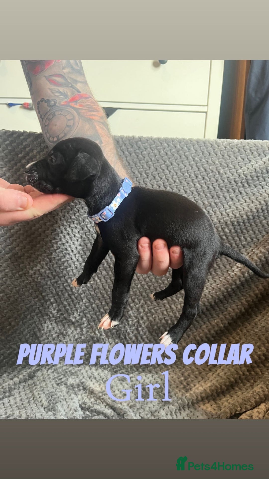 Mixed Breed dogs for sale: 11 Lurcher x Staffy pups for Sale! - Advert 19
