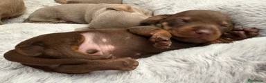 Miniature Dachshund 1 Thumper