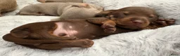 Miniature Dachshund dogs for sale: 🌟  Miniature Dachshund Pups!! KC & PRA clear🌟 in Saint Helens - Advert 37