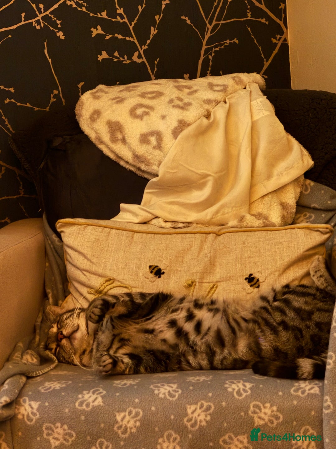 Mixed Breed cats for sale: Melanistic bengals/siamese’s    - Advert 2