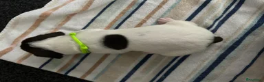 German Shorthaired Pointer 2
