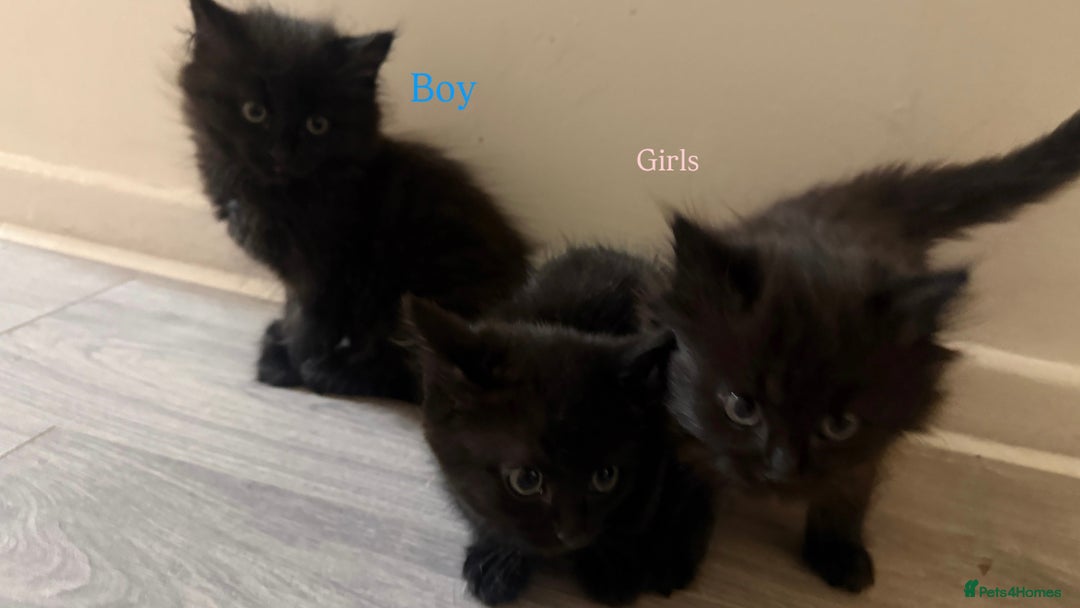 Bombay cats for sale: Adorable Kittens Looking for Their Forever Homes! - Advert 3