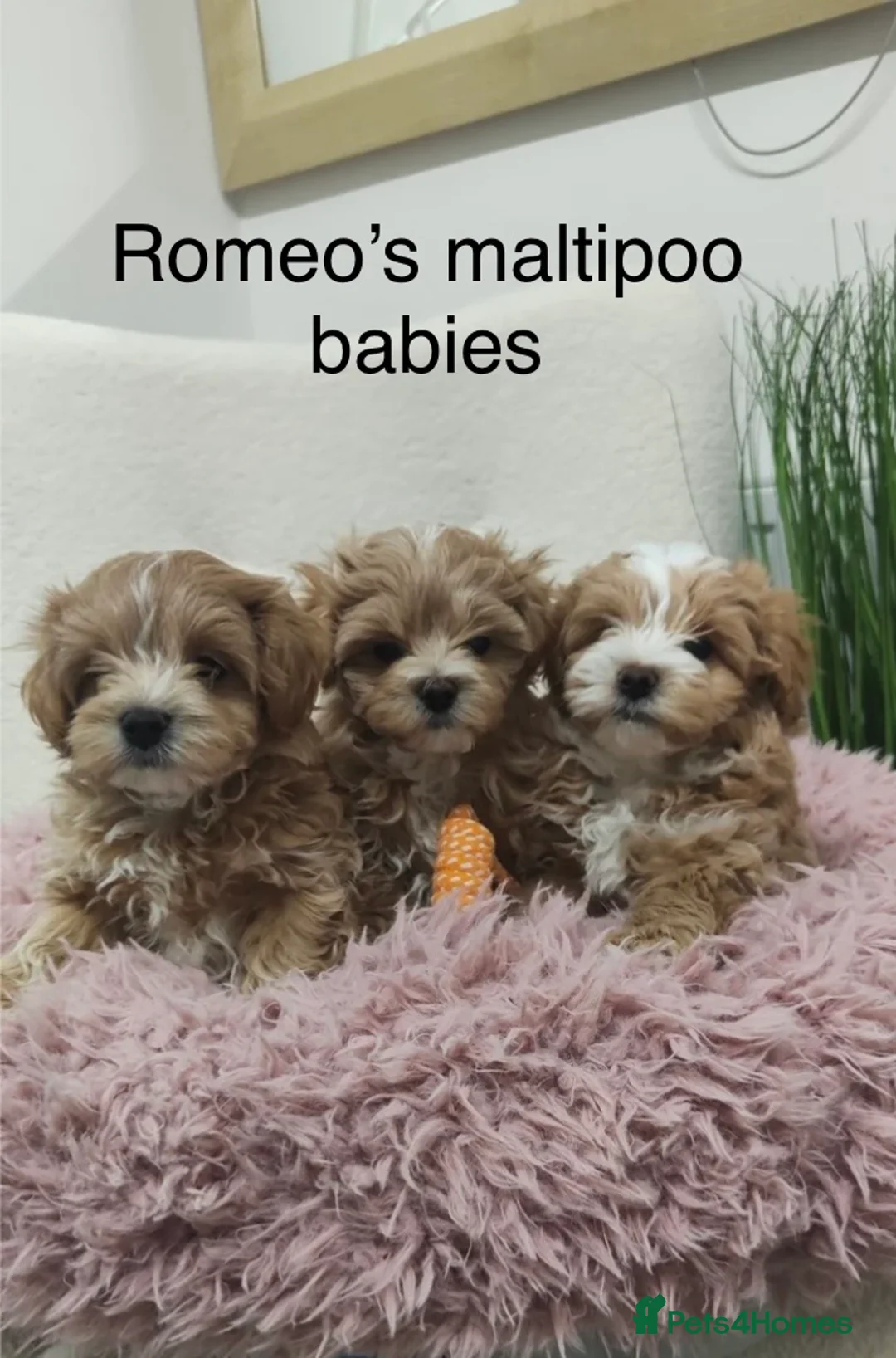 Toy Poodle dogs for stud: 🔥One-in-a-Million teddy Asian toy poodle DNA Stud in Thetford - Advert 12