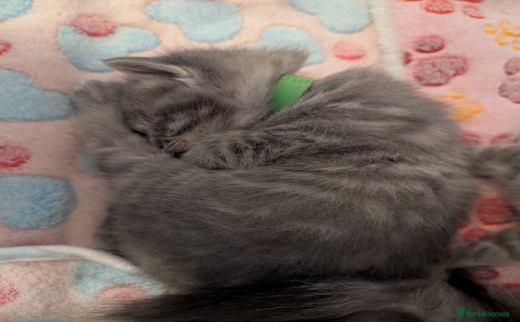 Mixed Breed cats - Advert 2