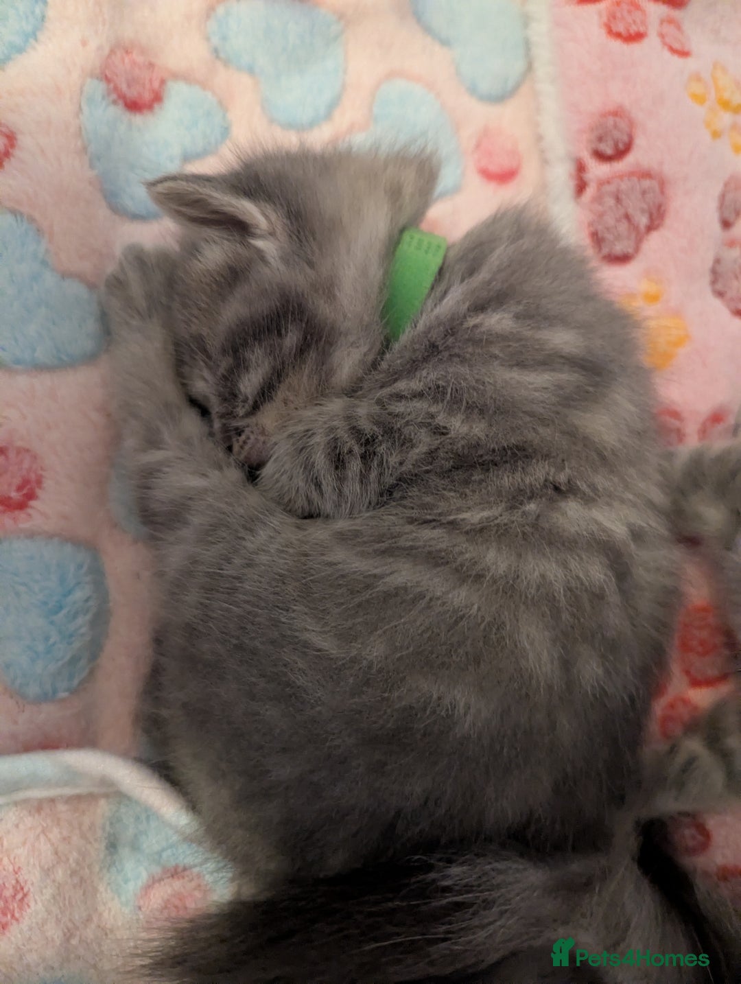 Mixed Breed cats for sale: Beautiful grey silver tabby kittens, ragdoll X Mum - Advert 1