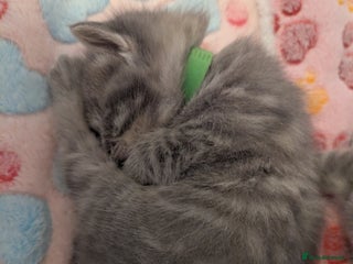 Mixed Breed cats Beautiful grey silver tabby kittens, ragdoll X Mum - Advert 13