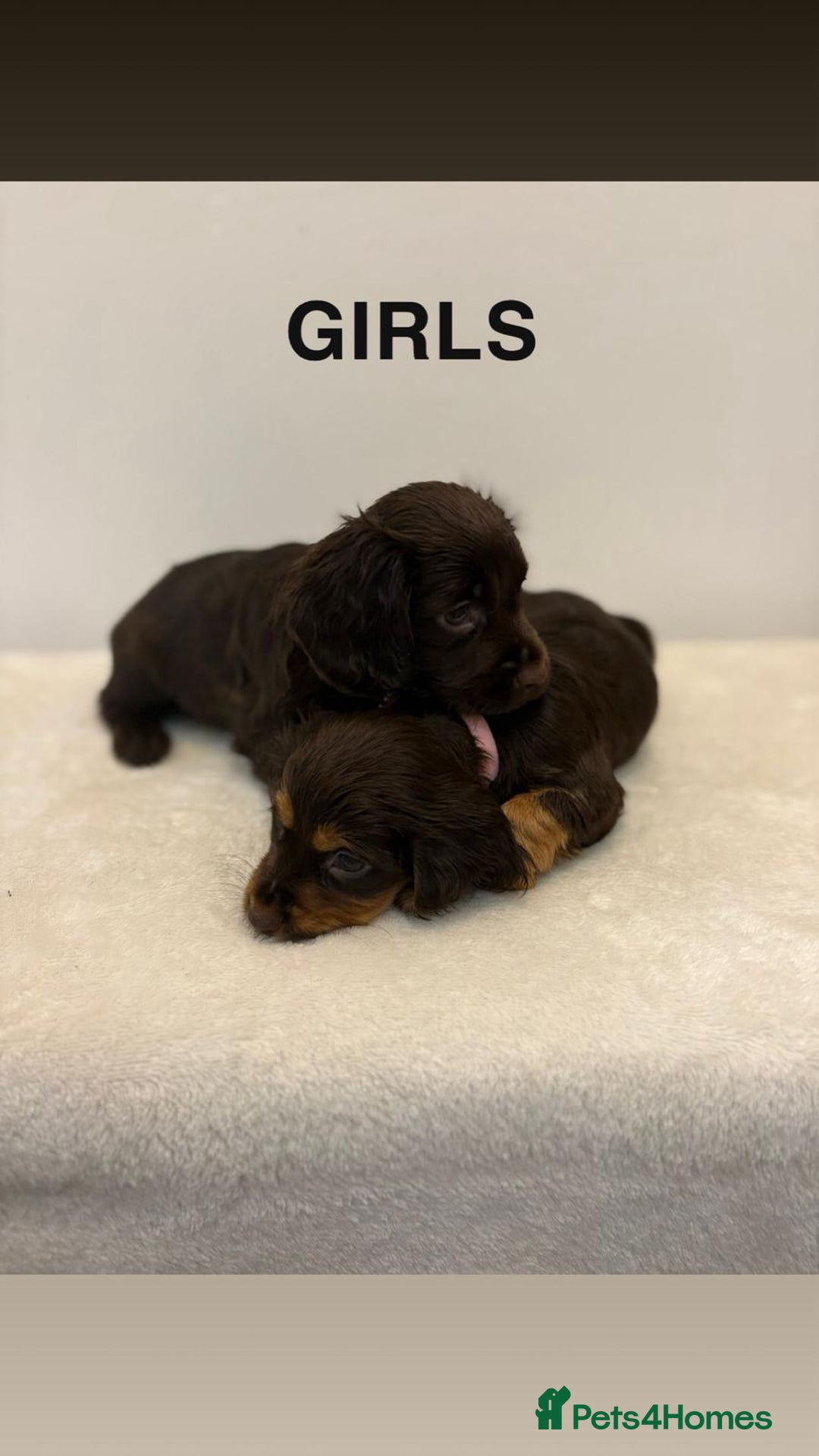 Cocker Spaniel dogs for sale: Gorgeous Full Cocker Spaniel Pups  - Image 27
