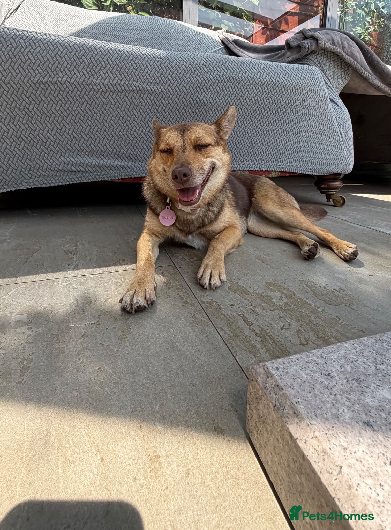 Mixed Breed dogs Tiny Ruby Needs a Dog Bestie ❤️ - Advert 1