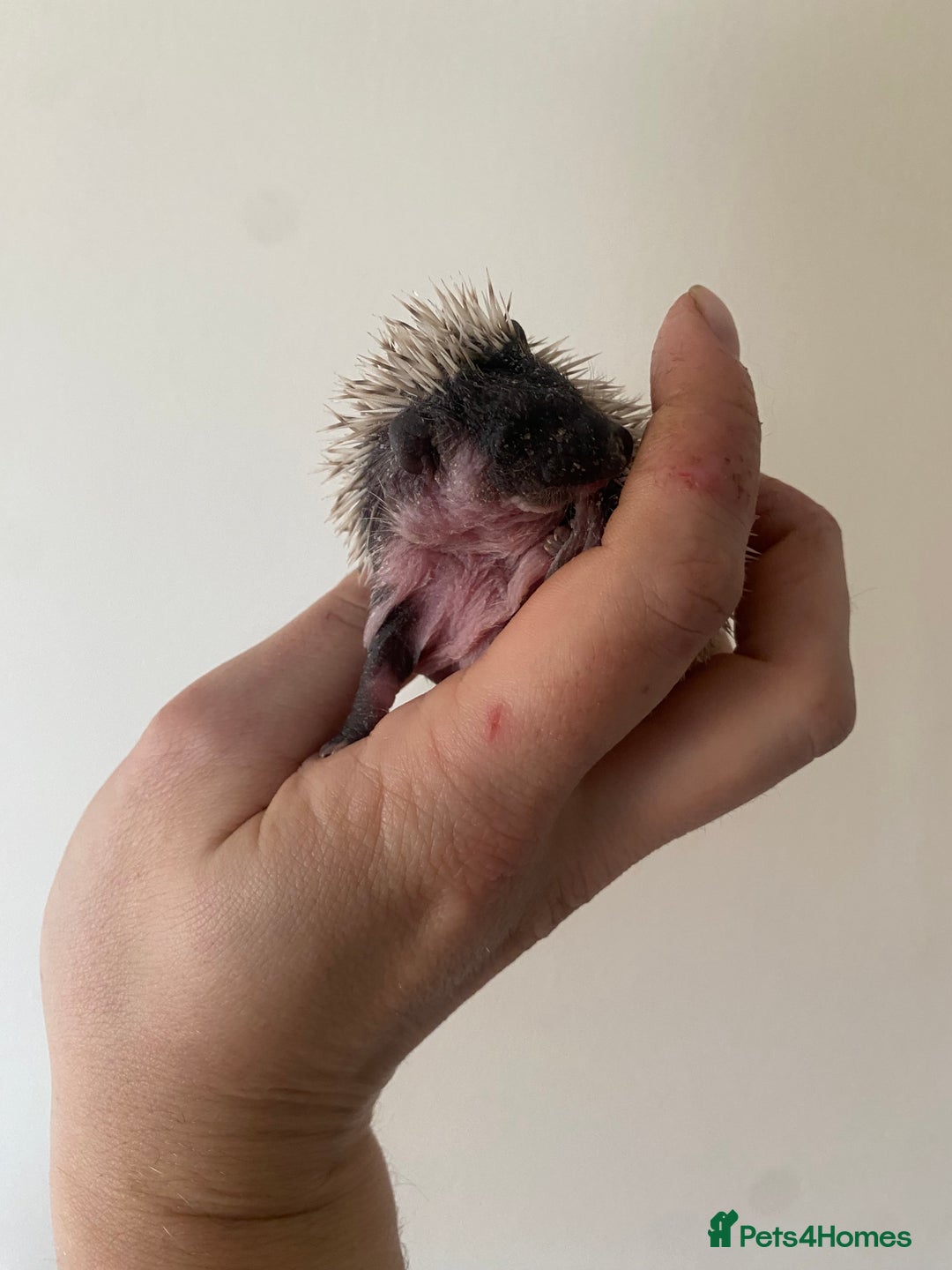Pygmy Hedgehog rodents for sale: Stunning female hoglets for sale!  - Advert 4