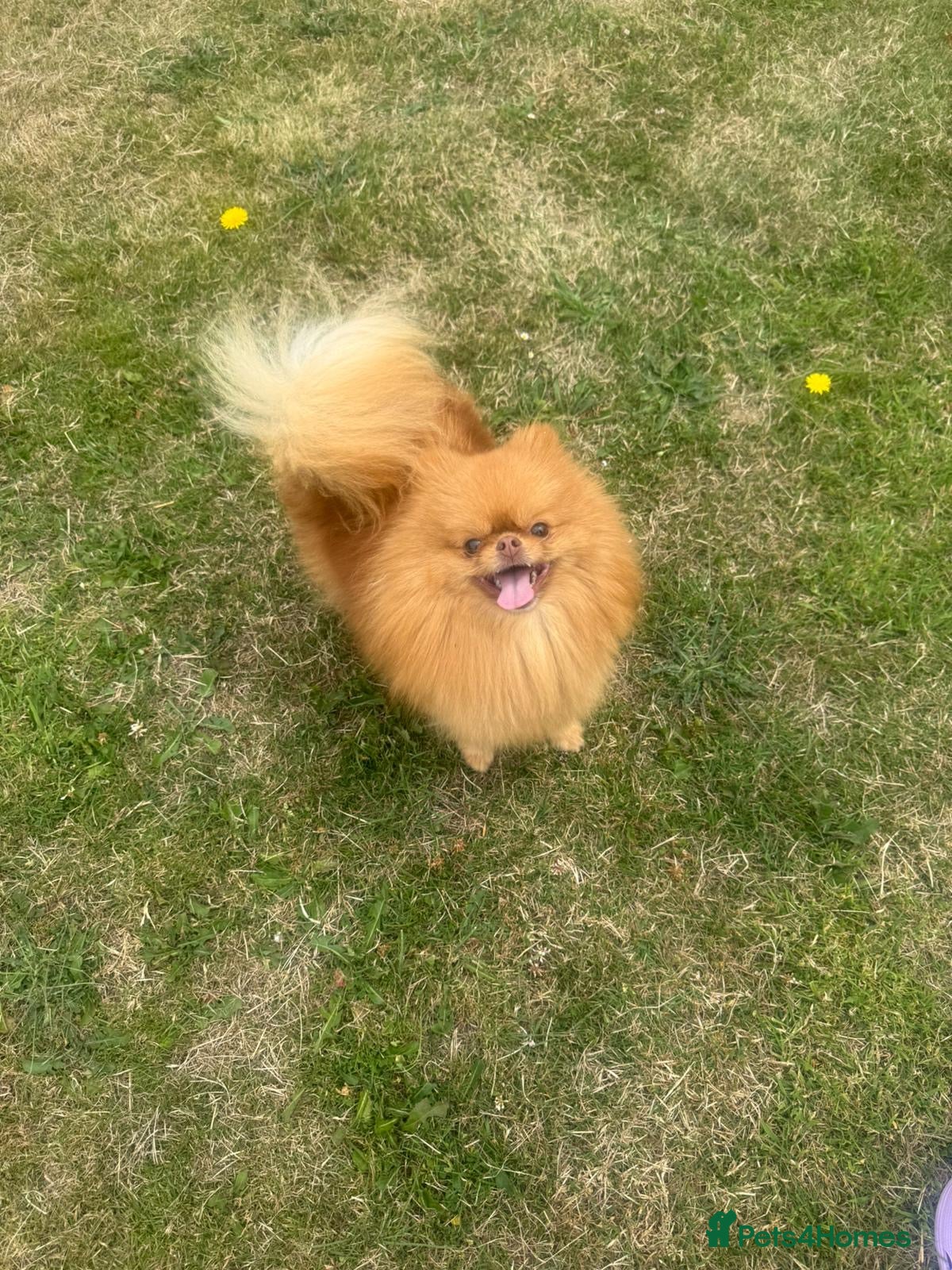 Pomeranian dogs Pomeranian  - Advert 2