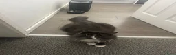 Mixed Breed cats for sale: Milo  in Nottingham - Advert 4