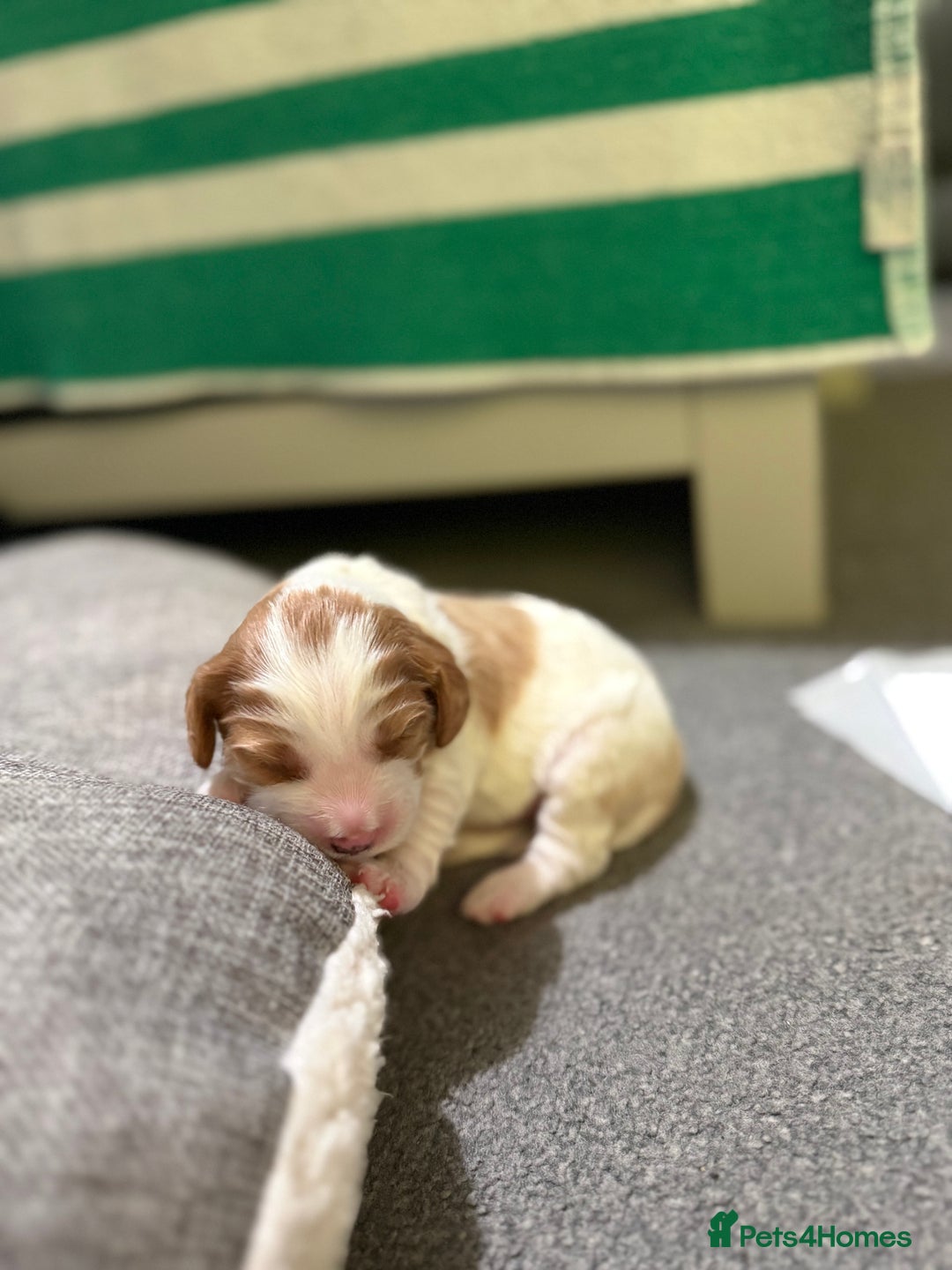 Mixed Breed dogs for sale: Beautiful Cocka/Cavapoo puppies.  - Advert 6