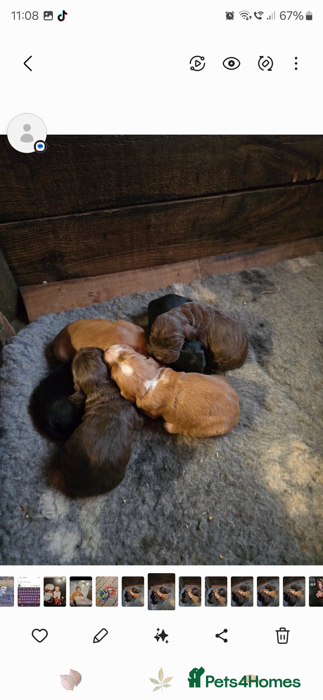 Cocker Spaniel dogs for sale: KC Working Cocker spaniel puppies - Advert 2