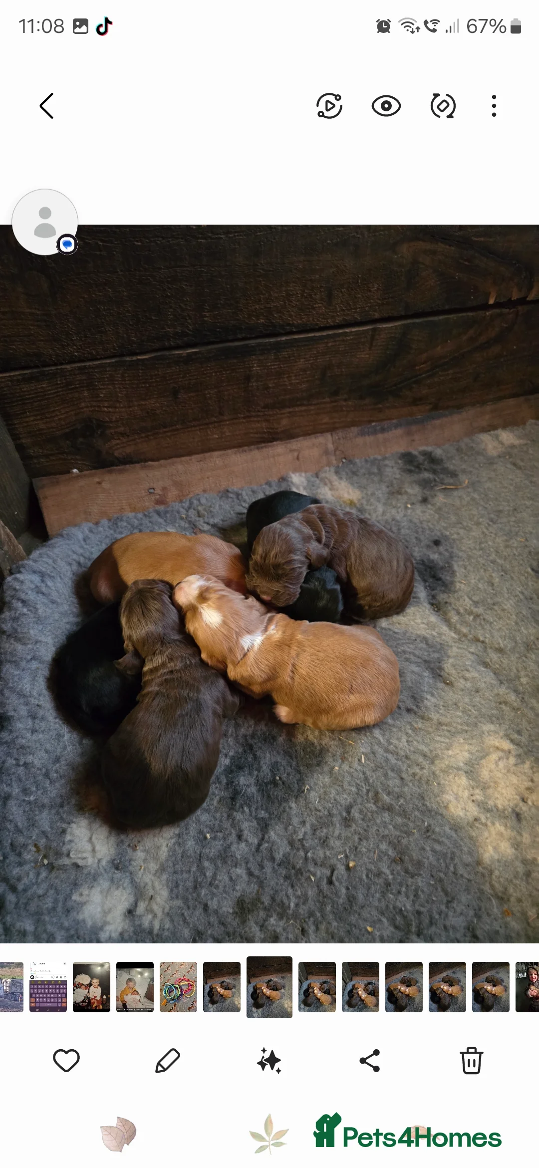 Cocker Spaniel dogs for sale: KC Working Cocker spaniel puppies - Advert 2