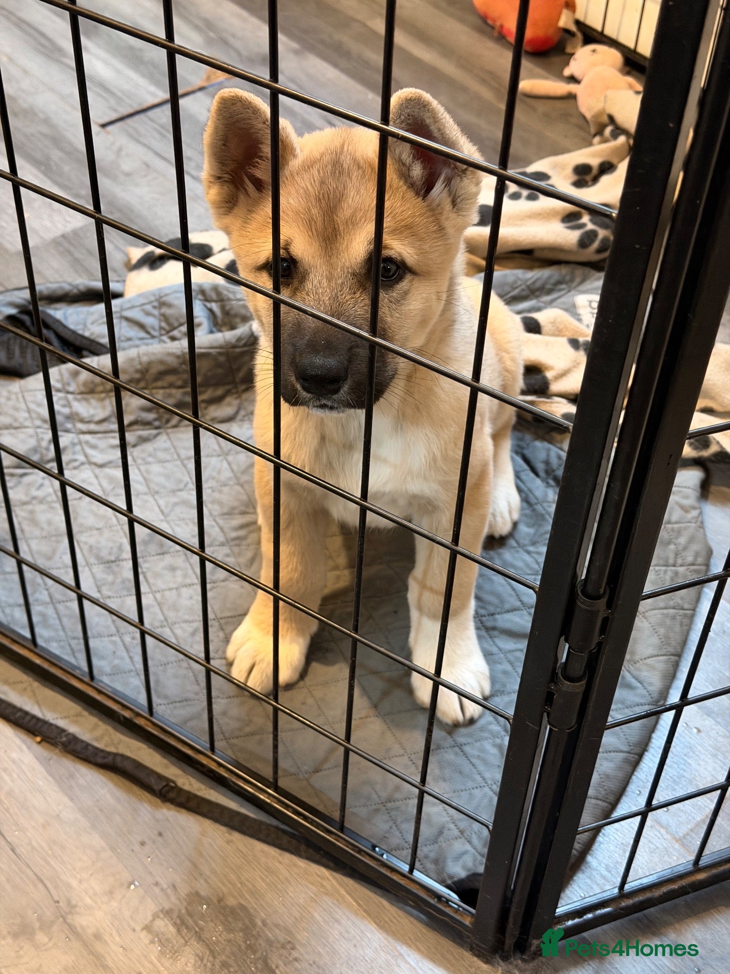 Akita dogs American Akita Puppies (Ready to leave) - Advert 2