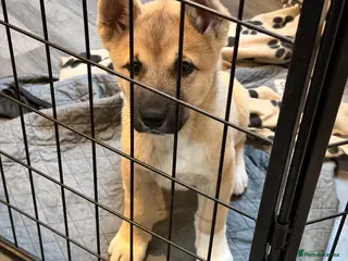 Akita dogs American Akita Puppies (Ready to leave) - Advert 2
