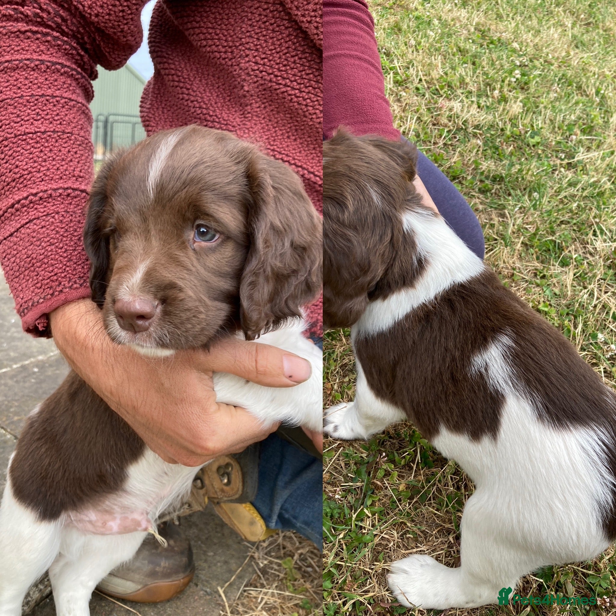 English Springer Spaniel dogs KC Reg Liver and White English Springer Spaniels - Advert 2