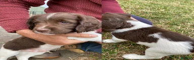 English Springer Spaniel 2