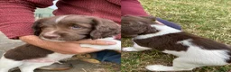 English Springer Spaniel dogs for sale: KC Reg Liver and White English Springer Spaniels - Advert 22