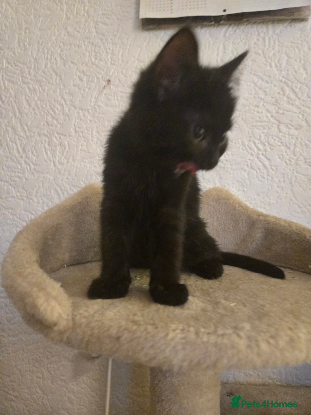 Ragdoll cats for sale: Radoll mix British short haired kittens - Advert 23