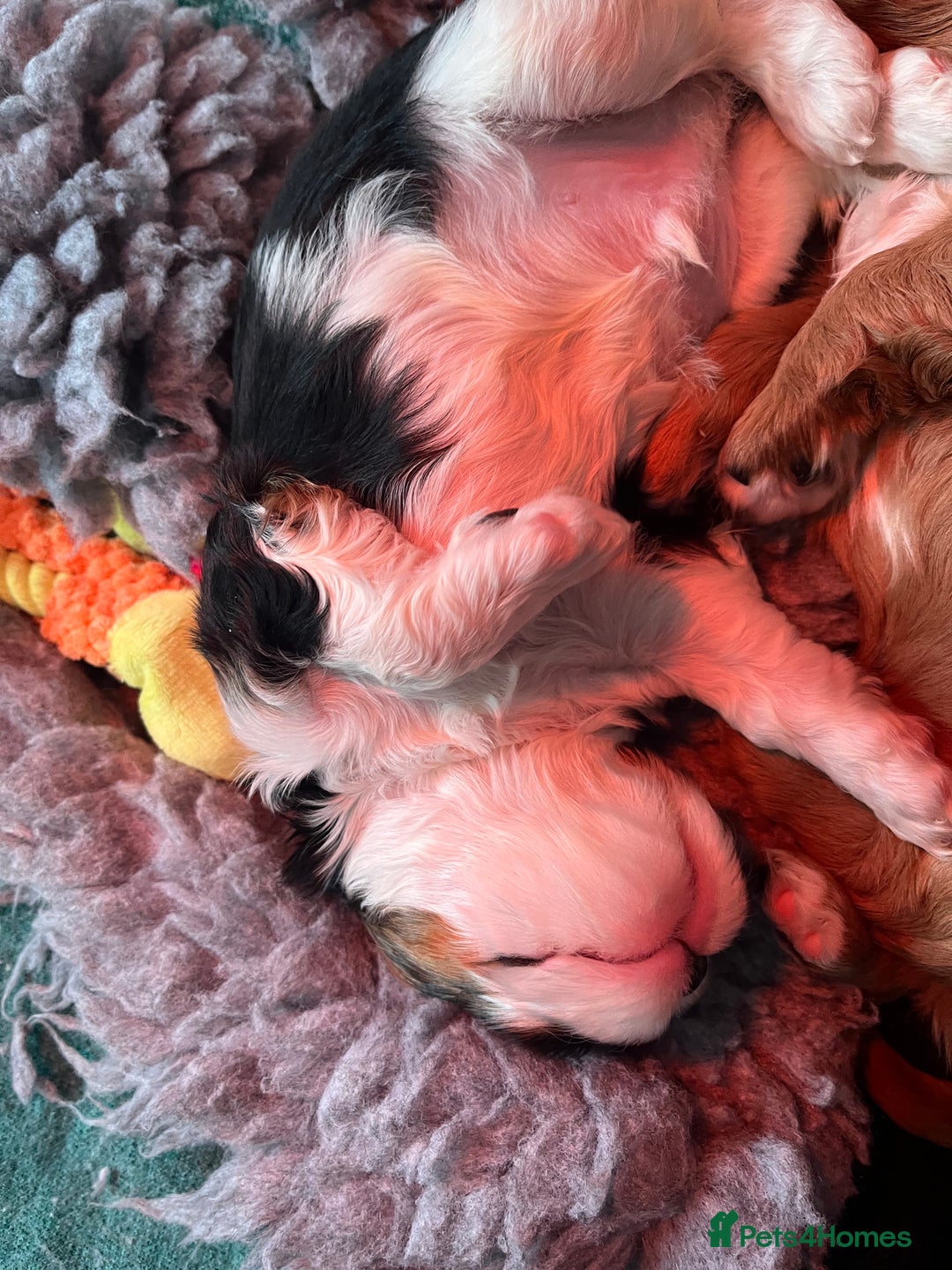 Cavalier King Charles Spaniel dogs for sale: Extensively health tested KC reg cavalier boys - Advert 5