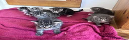 Mixed Breed cats for sale: Beautiful kittens  - Advert 13