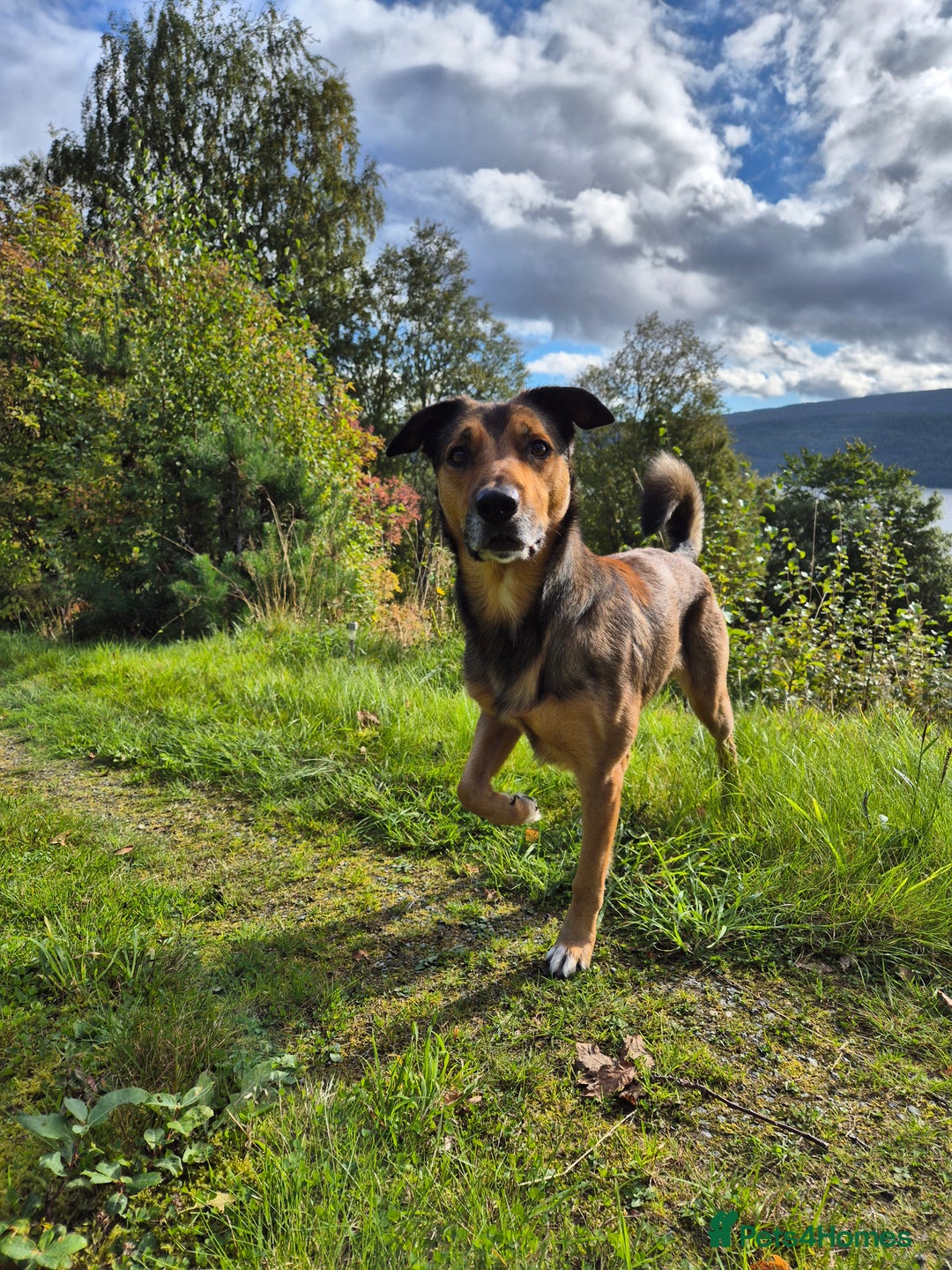 Border Collie dogs for stud: Sable Border Collie for Stud - Image 2