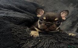 French Bulldog dogs for sale: KC Fluffy Carriers Isabella French Bulldogs puppy - Image 8