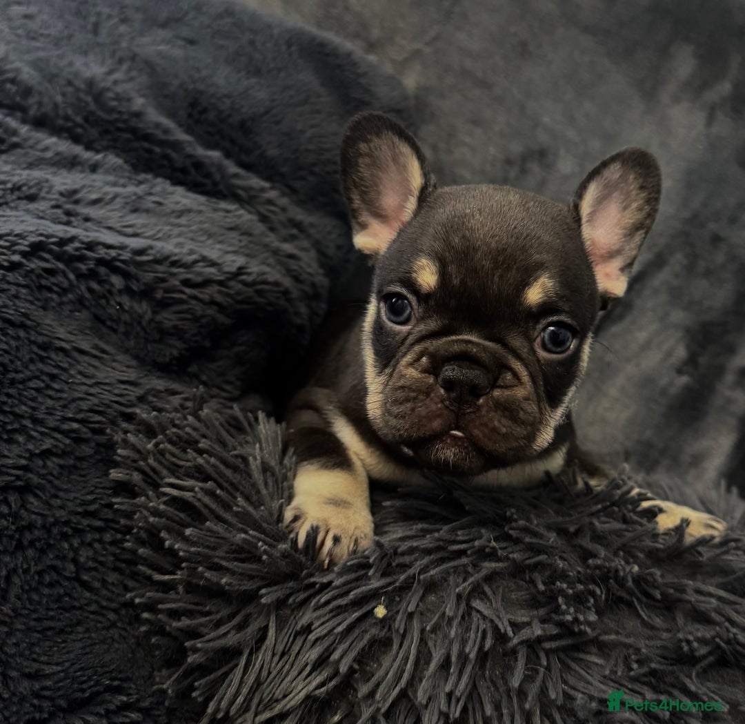 French Bulldog dogs for sale: KC Fluffy Carriers Isabella French Bulldogs puppy - Image 8