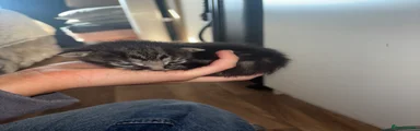 Mixed Breed Kitten 3