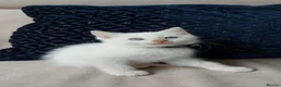 Siamese cats for sale: STUNNING Flame Point Siamese Kittens - Advert 13