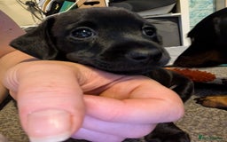 Mixed Breed dogs for sale: Doxie-Dales ready now - Image 15