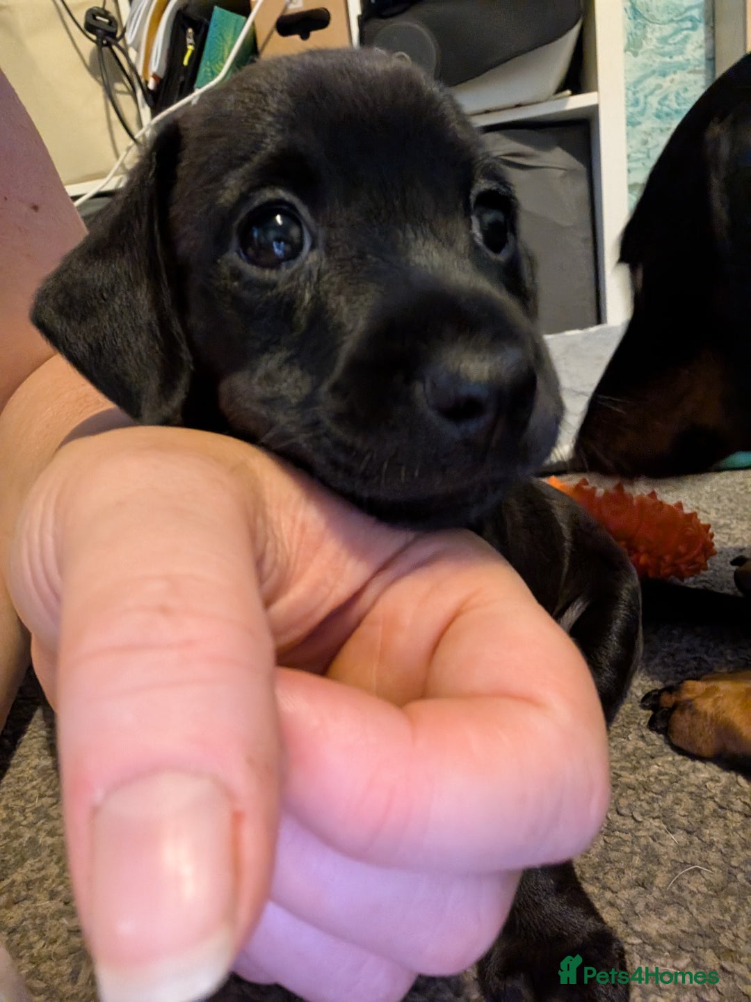 Mixed Breed dogs for sale: Doxie-Dales ready now - Image 15