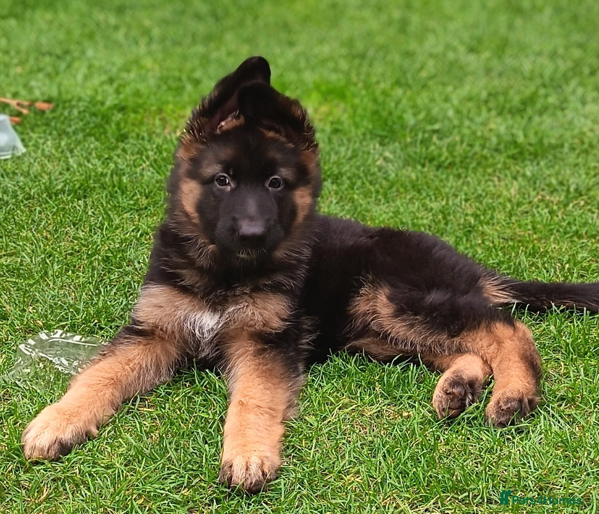 German Shepherd dogs KC PUPPIES FOR SALE - Advert 12