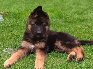 German Shepherd dogs KC PUPPIES FOR SALE - Advert 12
