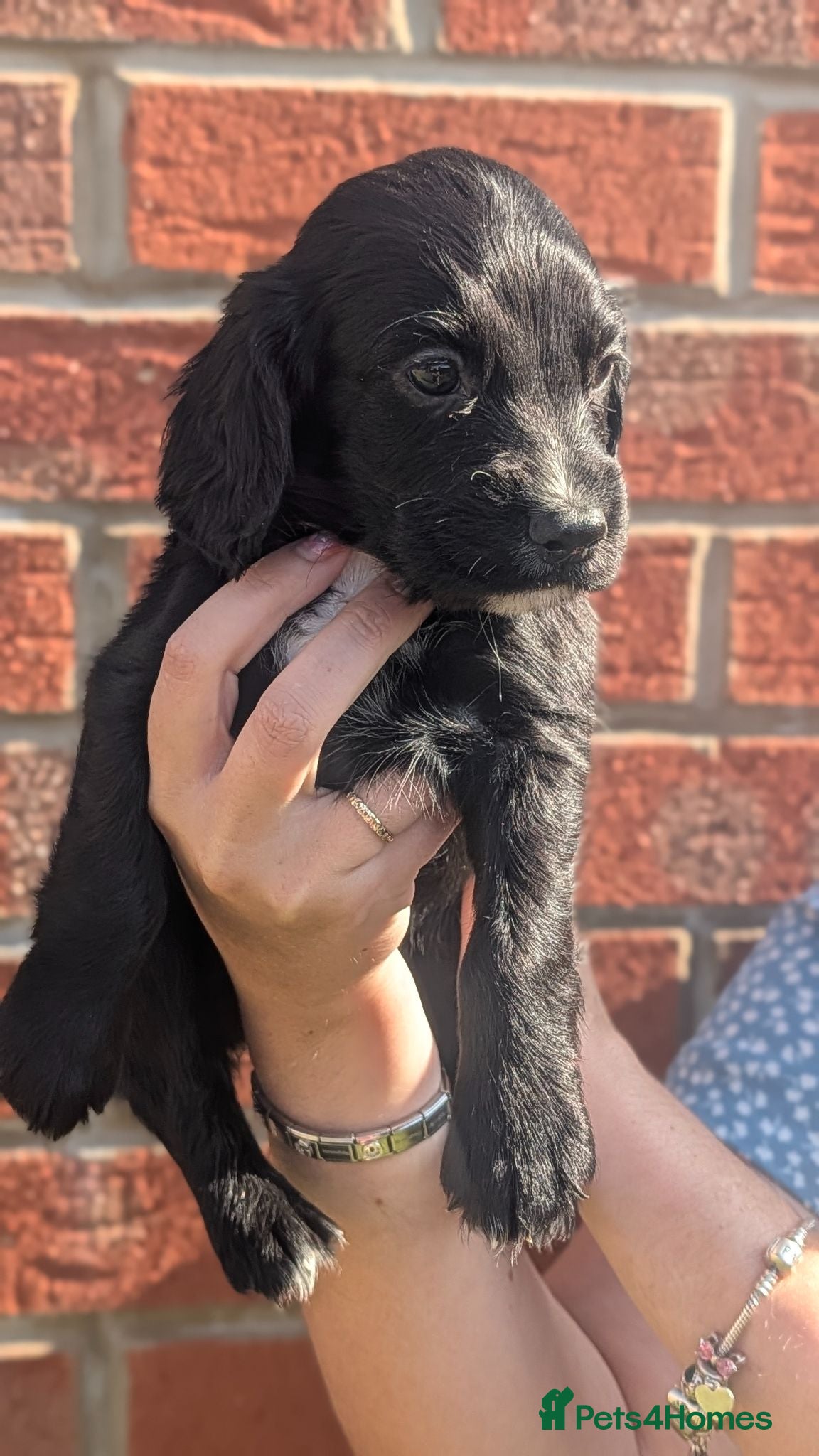 Cocker Spaniel dogs Beautiful black Bitch working cocker spaniel - Advert 5