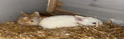 Netherland Dwarf rabbits for sale: 4 Netherland dwarf rabbits - Advert 2
